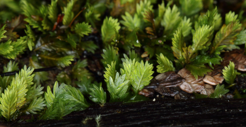 Fissidens dubius
